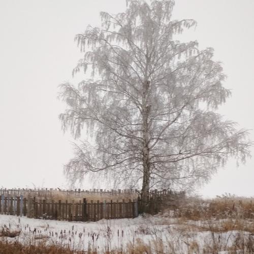 Заснеженная береза