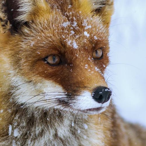 "hunter eyes"