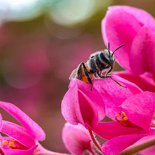 Bee on top of flowers