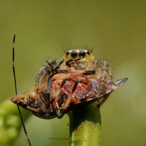 Killer