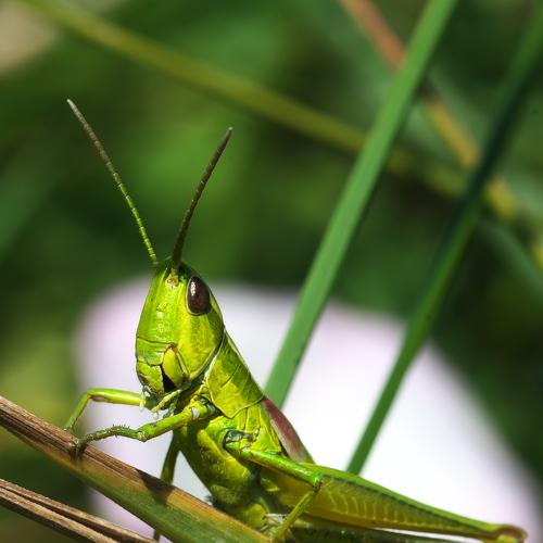 Photo #5525338