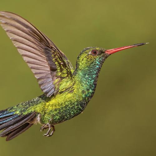 Suspended beauty