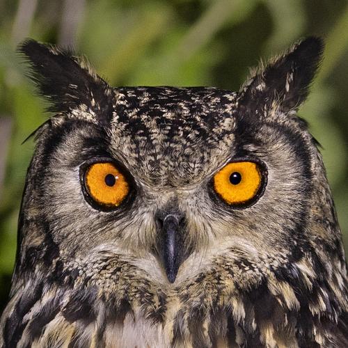 Photo #5528053