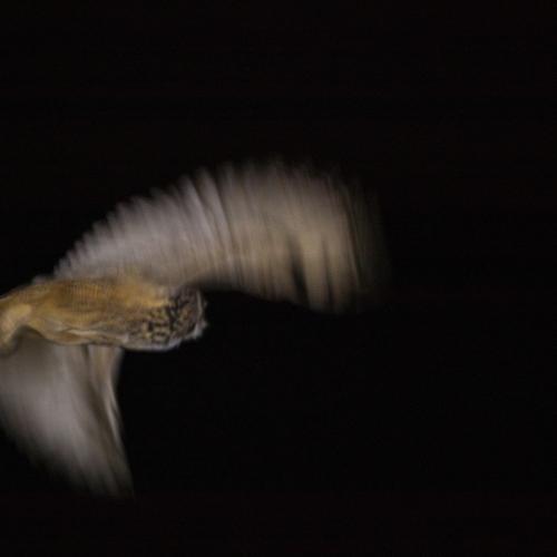 Photo #5528077