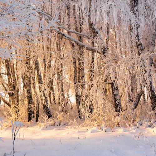 Photo #5529296