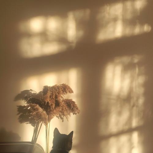 A Shadow Hunter