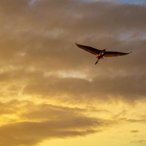 Photo #5532835