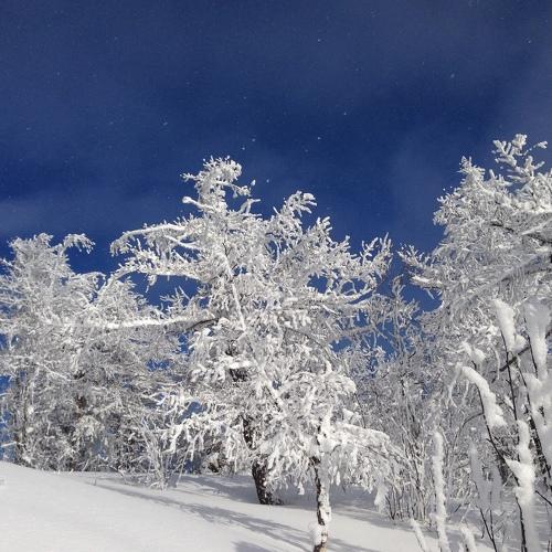Photo #5533096