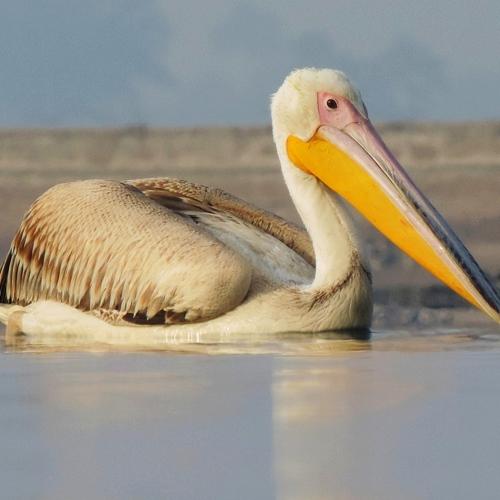 Bird photography