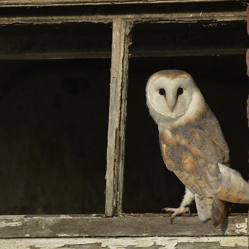 Barn Owl