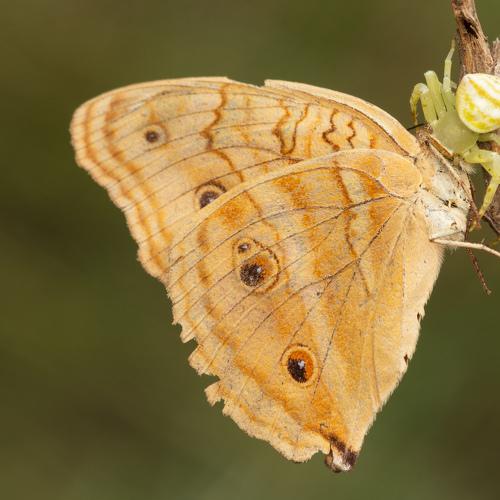 Photo #5535045