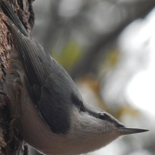 Photo #5540352