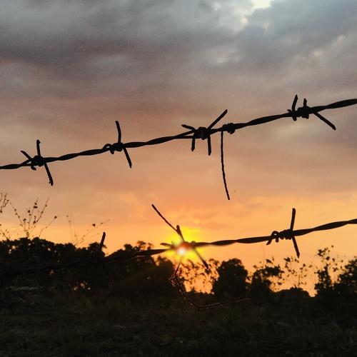 Field Sunset