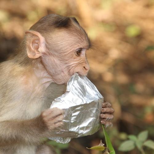 Don't bring plastic into jungles.