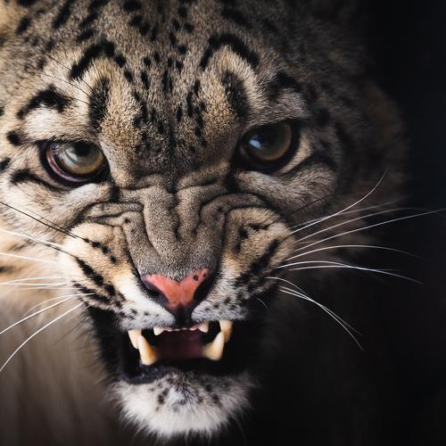 Photo #5544124