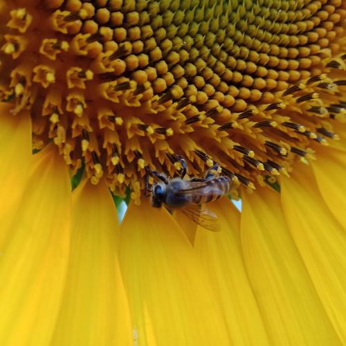 Bee ☀ Flower