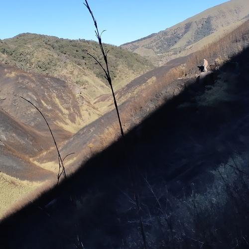Dzükou range wildfire