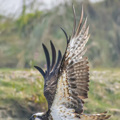 Big catch