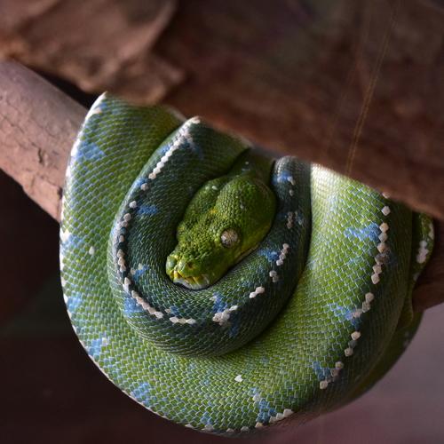 The Green Tree Python