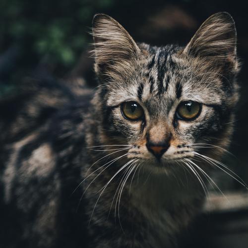 Moody Cat