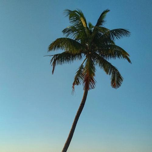 An unpublished story of a Palm tree.