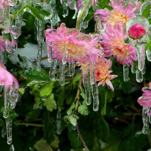 Tears for the past summer... (Слёзы по ушедшему лету...)