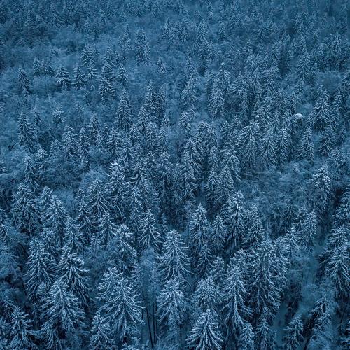 Winter forest at night @ Dmitrovskoye hghwy