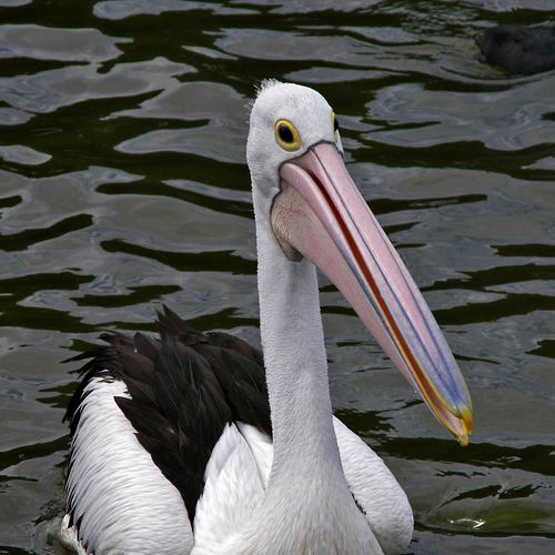 Photo #5554480