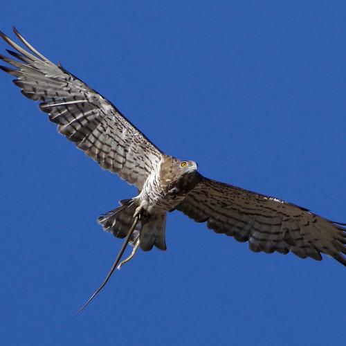 Photo #5556903