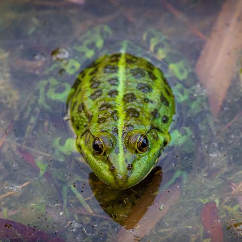 Photo #5558732