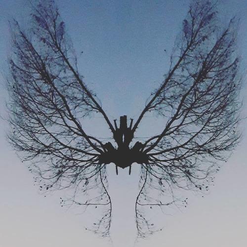 The Butterfly