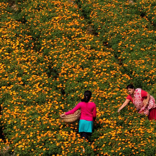 Valley of flowers