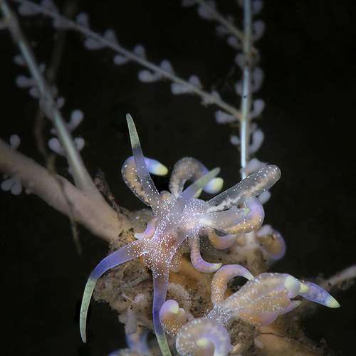 Nudibranch Phyllodesmium poindimiei