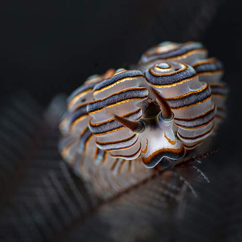 Nudibranch Doto greenamyeri