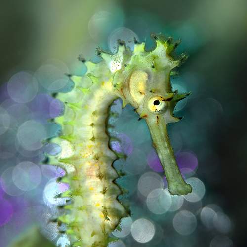 Seahorse (Hippocampus histrix)