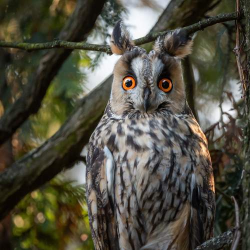 Long-eared owl.