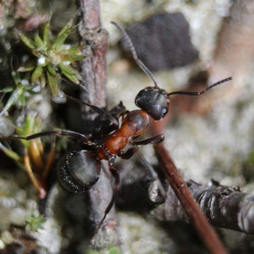 Photo #5561014