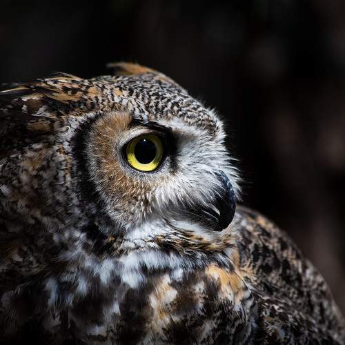 Great Horned Owl