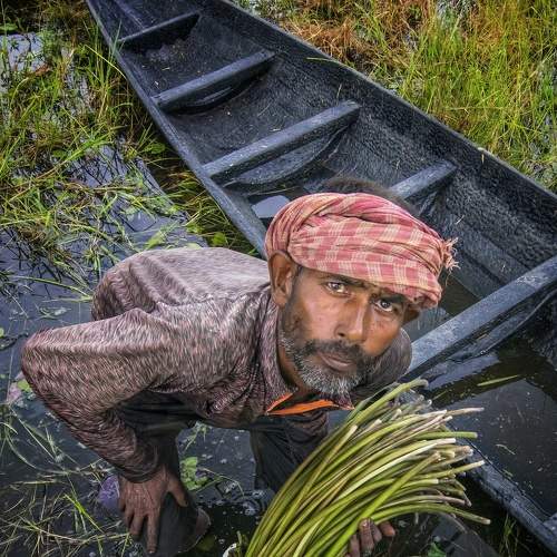 Lotus Farmar