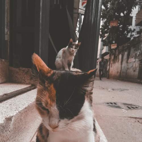 Cats