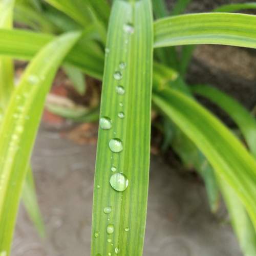Rainy day