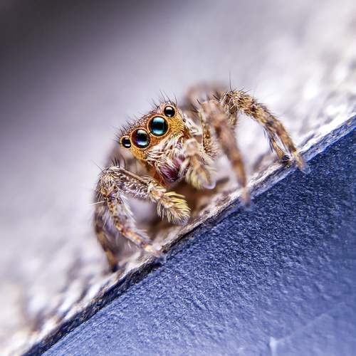 Hello Spidy