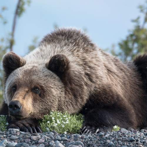 Байкальский философ