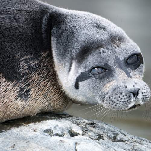 Эти глаза напротив