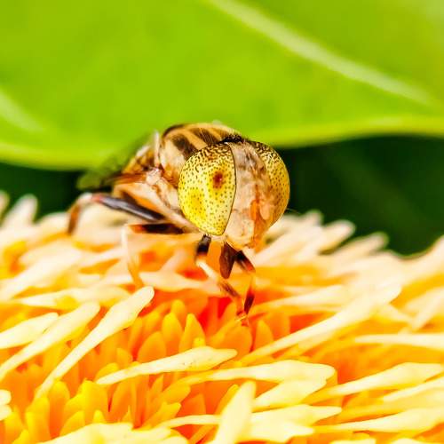 Honey lover