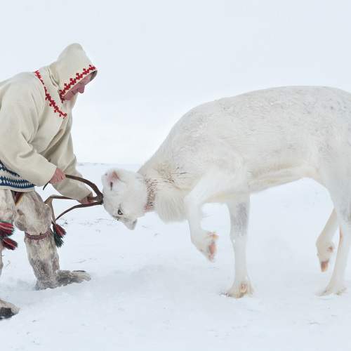 Поиграть с оленем