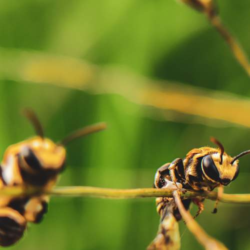 The Bees