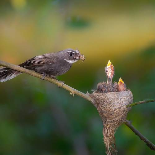 mothers care