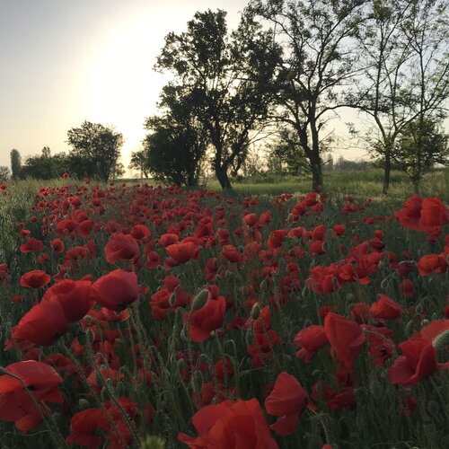 Крым в весеннем огне