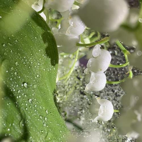 Photo #5580710